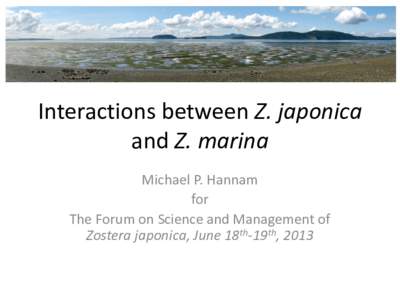 Interactions between Z. japonica and Z. marina