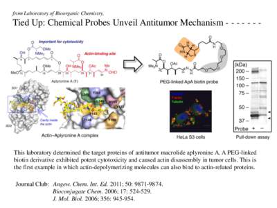 from Laboratory of Bioorganic Chemistry,  Tied Up: Chemical Probes Unveil Antitumor MechanismThis laboratory determined the target proteins of antitumor macrolide aplyronine A. A PEG-linked biotin derivati