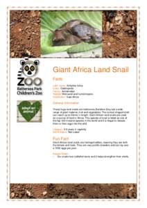 Giant Africa Land Snail Facts Latin name: Achatina fulica Class: Gastropoda Family: Achatinidae Habitat: Wet sand and humid tropics