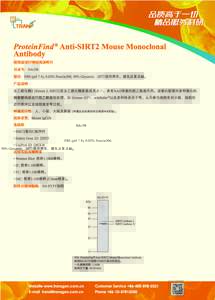 ProteinFind® Anti-SIRT2 Mouse Monoclonal Antibody