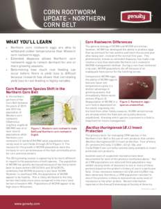 Corn Rootworm Update - Northen Corn Belt