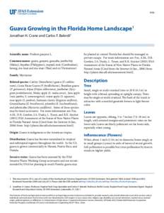 HS4  Guava Growing in the Florida Home Landscape1 Jonathan H. Crane and Carlos F. Balerdi2  Scientific name: Psidium guajava L.