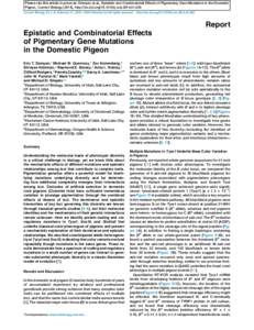 Please cite this article in press as: Domyan et al., Epistatic and Combinatorial Effects of Pigmentary Gene Mutations in the Domestic Pigeon, Current Biology (2014), http://dx.doi.orgj.cubCurrent Bi
