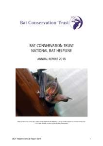 BAT CONSERVATION TRUST NATIONAL BAT HELPLINE ANNUAL REPORT 2015 Photo of brown long-eared bat e-mailed to the Helpline for identification – one of 15,446 enquiries we received during 2015. © 2015 Jake McNulty, courtes