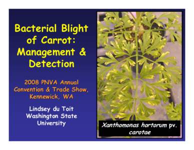 Bacterial Blight of Carrot: Management & Detection 2008 PNVA Annual Convention & Trade Show,