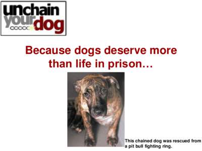 Because dogs deserve more than life in prison… This chained dog was rescued from a pit bull fighting ring.