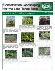 Conservation Landscaping for the Lake Tahoe Basin Slope Stabilization - Shrubs Amelanchier alnifolia