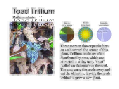 Toad Trillium Trillium sessile Blooms early spring