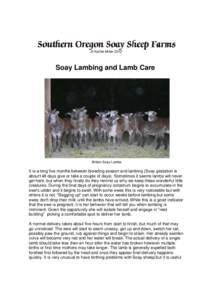 Sheep / Livestock / Ovis / Megafauna / Lamb and mutton / Colostrum / Soay sheep / Domestic sheep reproduction / Balwen Welsh Mountain sheep