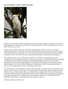 Star of the Week: Yellow-crested Cockatoo  Parrots are common pet bird and could often be found in the bird markets or aviaries. Yet, there is a feral population of Yellow-crested Cockatoo on Hong Kong Island and you cou