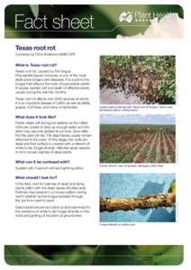 Fact sheet Texas root rot Compiled by Chris Anderson (NSW DPI) What is Texas root rot?