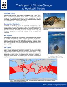 Microsoft PowerPoint - Turtle brochure 9-6-05b