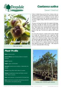 Castanea sativa (Sweet Chestnut) - Fact Sheet