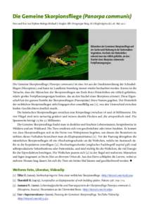 Die Gemeine Skorpionsfliege (Panorpa communis) Foto und Text von Diplom-Biologe Michael J. Stiegler (BN-Ortsgruppe Berg, [removed]), . Mai  Männchen der Gemeinen Skorpionsfliege auf der Suche