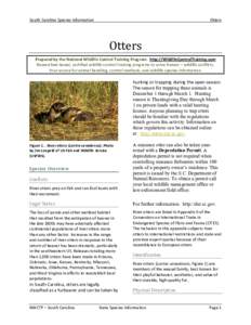 South Carolina Species Information  Otters Otters
