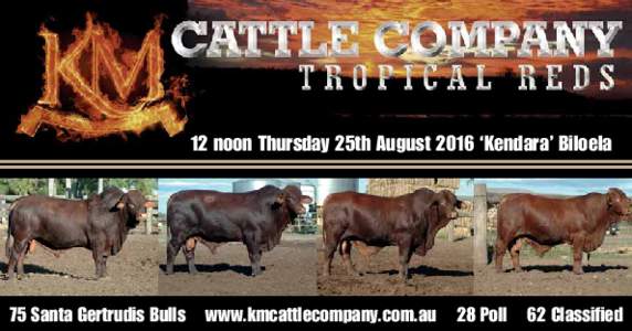 12 noon Thursday 25th August 2016 ‘Kendara’ Biloela  75 Santa Gertrudis Bulls www.kmcattlecompany.com.au