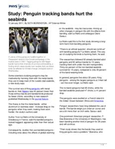 Study: Penguin tracking bands hurt the seabirds