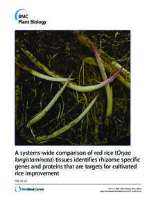 A systems-wide comparison of red rice (Oryza longistaminata) tissues identifies rhizome specific genes and proteins that are targets for cultivated
