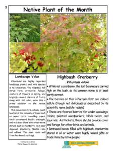 Fall - Highbush Cranberry