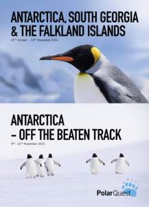 Antarctica King penguin head