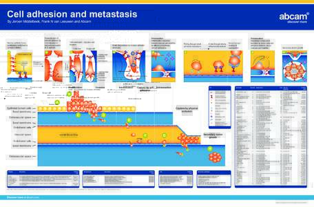Cell adhesion and metastasis By Jeroen Middelbeek, Frank N van Leeuwen and Abcam Antibodies  Clonality Applications