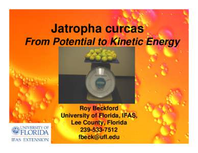 Jatropha curcas From Potential to Kinetic Energy Roy Beckford University of Florida, IFAS, Lee County, Florida