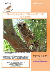 March[removed]Alice Springs Field Naturalists Club Newsletter  A beautiful adult Boobook Owl, one of a family of three, who tried to find shade