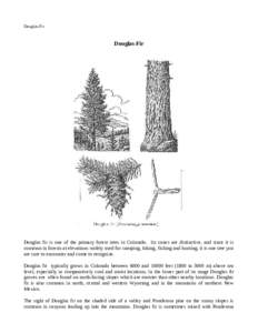 Douglas-Fir  Douglas-Fir Douglas fir is one of the primary forest trees in Colorado. Its cones are distinctive, and since it is common in forests at elevations widely used for camping, hiking, fishing and hunting, it is 