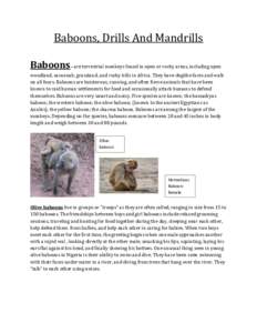 Baboons, Drills And Mandrills Baboons– are terrestrial monkeys found in open or rocky areas, including open woodland, savannah, grassland, and rocky hills in Africa. They have doglike faces and walk on all fours. Baboo