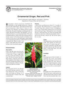 Red Ginger / Heliconia / Ginger / Zingiber zerumbet / Bract / Inflorescence / Etlingera elatior / Anthurium / Costus barbatus / Zingiberaceae / Plant taxonomy / Alpinia