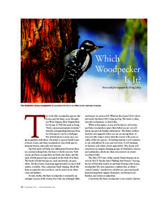 Which Woodpecker Is It? Story and photographs by Doug Jolley  The diminutive downy woodpecker is a sociable bird that is unruffled by the nearness of people.