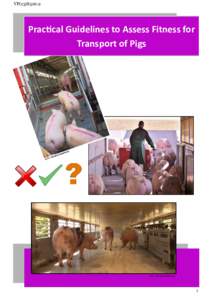 VP:9  Practical Guidelines to Assess Fitness for Transport of Pigs  ©