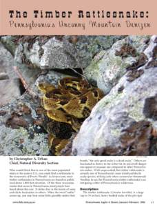 The Timber Rattlesnake:  Pennsylvania’s Uncanny Mountain Denizen by Christopher A. Urban Chief, Natural Diversity Section