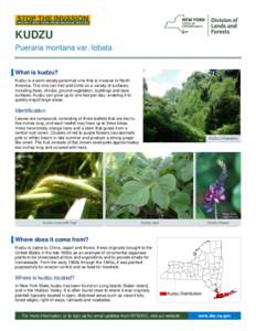 KUDZU Pueraria montana var. lobata ▐ What is kudzu? Kudzu is a semi-woody perennial vine that is invasive to North America. The vine can trail and climb on a variety of surfaces, including trees, shrubs, ground vegetat