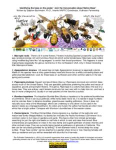 Identifying the bees on the poster “Join the Conversation about Native Bees”