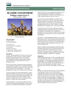 Seaside goldenrod (Solidago sempervirens) Plant Guide