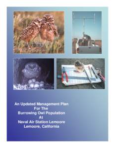 Owls / Athene / Burrowing owl / Naval Air Station Lemoore / Lemoore /  California