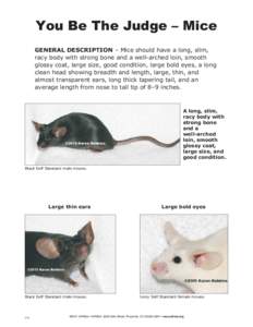 You Be The Judge – Mice GENERAL DESCRIPTION – Mice should have a long, slim, racy body with strong bone and a well-arched loin, smooth glossy coat, large size, good condition, large bold eyes, a long clean head showi