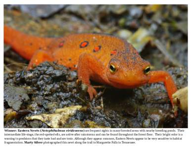 Winner: Eastern Newts (Notophthalmus viridescens) are frequent sights in many forested areas with nearby breeding ponds. Their intermediate life-stage, the red-spotted efts, are active after rainstorms and can be found t