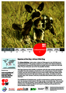 © Peter Blinston  Species of the Day: African Wild Dog The African Wild Dog, Lycaon pictus, is listed as ‘Endangered’ on the IUCN Red List of Threatened Species™. This species is limited to only a portion of its h