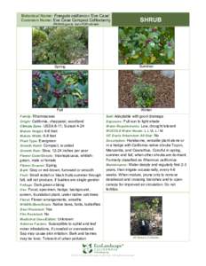 Botanical Name: Frangula californica ‘Eve Case’ Common Name: Eve Case Compact Coffeeberry SHRUB  FRANG-gyu-la kal-i-FOR-nih-kah