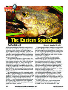 The Eastern Spadefoot by Rob Criswell Pennsylvania’s amphibians fall into three distinct groups — salamanders, frogs and toads—except for one. One member of the Anuran group (the group that includes frogs and toads