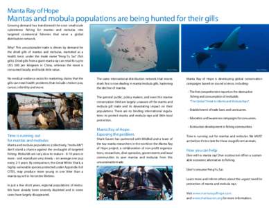 Manta Ray of Hope  Mantas and mobula populations are being hunted for their gills Growing demand has transformed the once small-scale subsistence fishing for mantas and mobulas into targeted commerical fisheries that ser