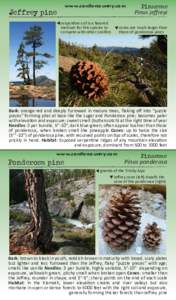 www.conifercountry.com  Jeffrey pine serpentine soil is a favored medium for this species to