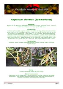 Angraecum chevalieri (Summerhayes) Etymologie : Afgeleid van het Maleisisch 