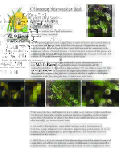 Of interest this week at Beal... Mexican lippia Lippia dulcis W. J. Beal
