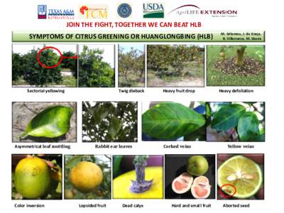 JOIN THE FIGHT, TOGETHER WE CAN BEAT HLB SYMPTOMS OF CITRUS GREENING OR HUANGLONGBING (HLB) Sectorial yellowing  Asymmetrical leaf mottling