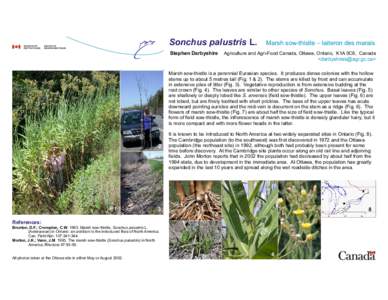 Leaf vegetables / Cichorieae / Herbs / New Zealand cuisine / Sonchus / Asteraceae / S. arvensis / Sow thistle / Arvensis / Thistle