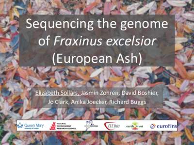 Sequencing the genome of Fraxinus excelsior (European Ash) Elizabeth Sollars, Jasmin Zohren, David Boshier, Jo Clark, Anika Joecker, Richard Buggs