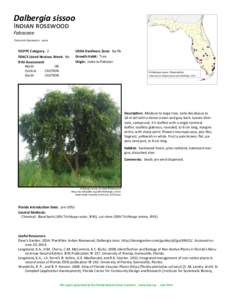 Dalbergia sissoo Indian rosewood Fabaceae Common Synonyms: none  FLEPPC Category: 2